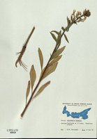 Oenothera biennis-tn.jpg