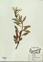 Oenothera parviflora-tn.jpg
