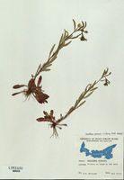 Oenothera parviflora-tn.jpg