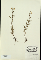 Oenothera perennis-tn.jpg