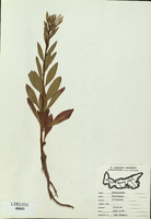 Oenothera tetragona-tn.jpg