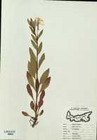 Oenothera tetragona-tn.jpg