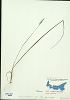 Oryzopsis asperifolia-tn.jpg