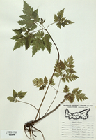 Osmorhiza claytonii-tn.jpg