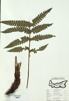 Osmunda cinnamomea-tn.jpg