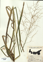 Panicum capillare-tn.jpg