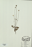 Parnassia parviflora-tn.jpg