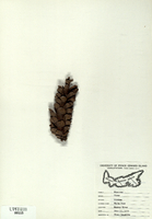 Pinus strobus-tn.jpg