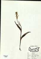 Platanthera blephariglottis-tn.jpg