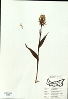 Platanthera blephariglottis-tn.jpg
