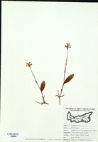 Platanthera clavellata-tn.jpg