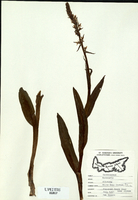Platanthera dilatata-tn.jpg