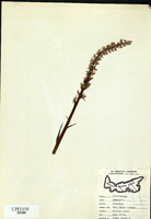 Platanthera dilatata-tn.jpg