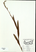 Platanthera hyperborea-tn.jpg
