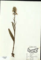 Platanthera lacera-tn.jpg