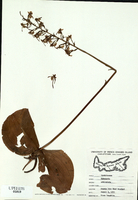 Platanthera orbiculata-tn.jpg