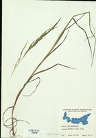 Poa palustris-tn.jpg