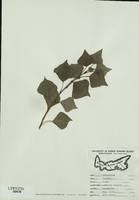Populus nigra-tn.jpg