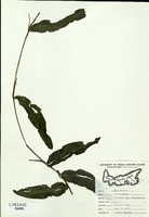 Potamogeton alpinus-tn.jpg