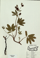 Potentiilla palustris-tn.jpg