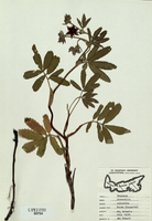 Potentiilla palustris-tn.jpg
