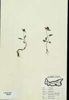 Prunella vulgaris-tn.jpg