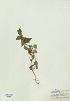 Prunella vulgaris-tn.jpg