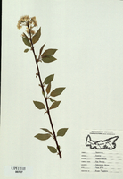 Prunus pensylvanica-tn.jpg