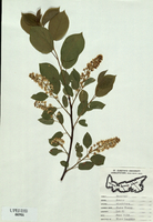 Prunus virginiana-tn.jpg