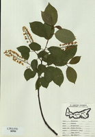 Prunus virginiana-tn.jpg