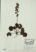 Pyrola rotundifolia-tn.jpg