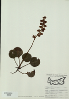 Pyrola rotundifolia-tn.jpg