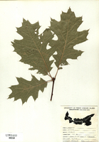 Quercus borealis-tn.jpg