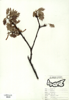 Quercus borealis-tn.jpg