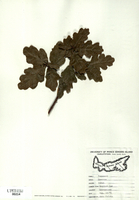 Quercus robur-tn.jpg