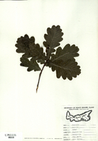 Quercus robur-tn.jpg