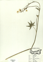 Ranunculus acris-tn.jpg