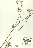 Ranunculus acris-tn.jpg