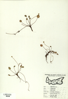 Ranunculus cymbalaria-tn.jpg