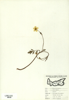 Ranunculus repens-tn.jpg