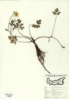 Ranunculus repens-tn.jpg