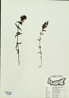 Rhinanthus crista-galli-tn.jpg