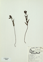 Rhinanthus crista-galli-tn.jpg