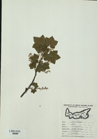 Ribes  glandulosum-tn.jpg