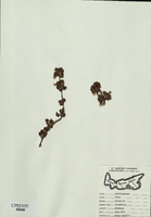 Ribes  hirtellum-tn.jpg