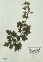 Ribes  lacustre-tn.jpg