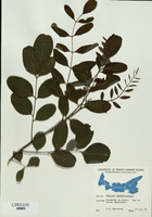 Robinia pseudoacacia-tn.jpg