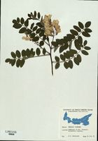 Robinia viscosa-tn.jpg