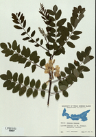 Robinia viscosa-tn.jpg