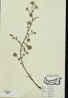 Rorrippa nasturtium-aquaticum-tn.jpg